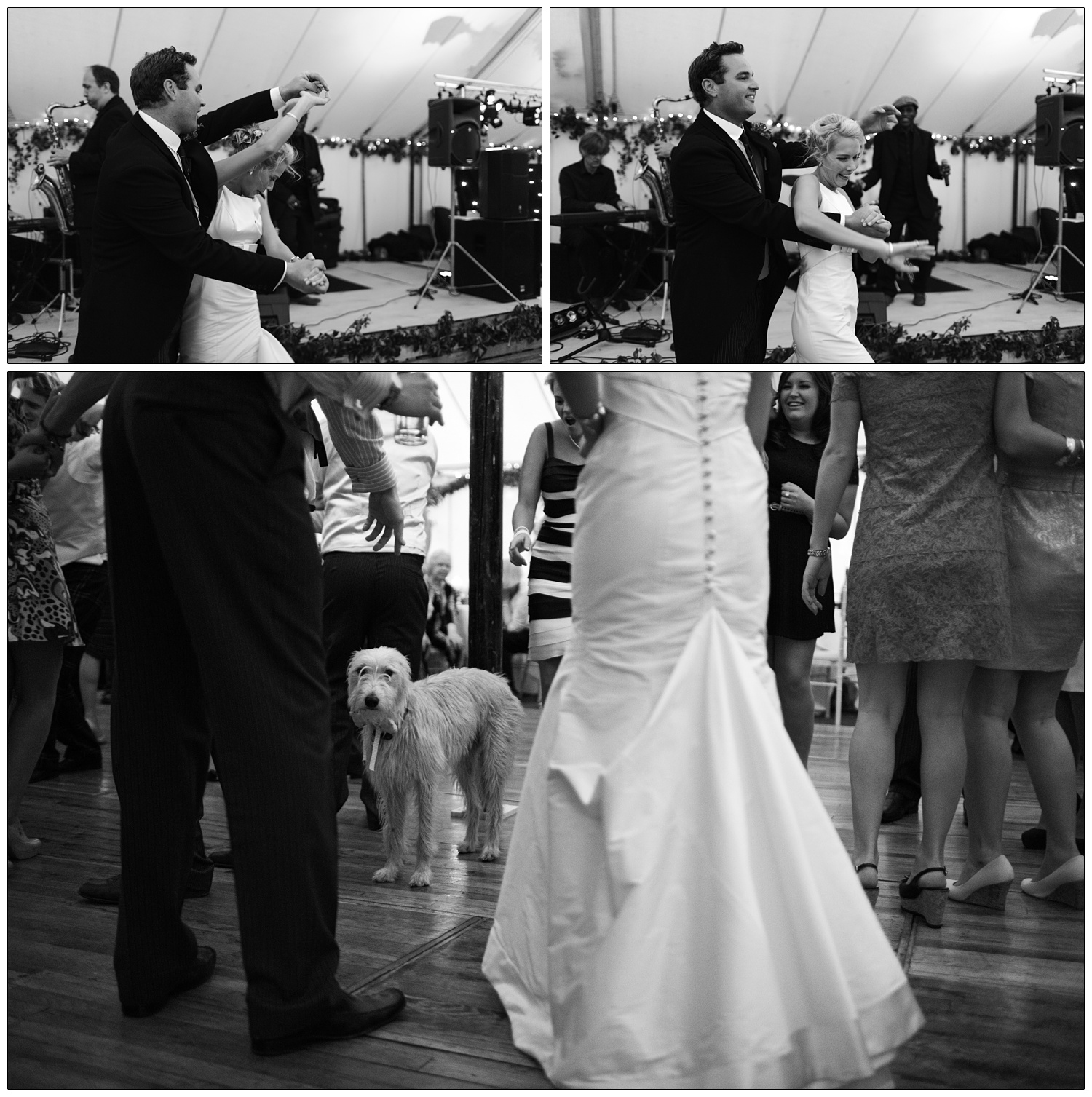 A dog in the middle of the dance floor at a wedding. The bottom of the bride's dress is in the foreground.
