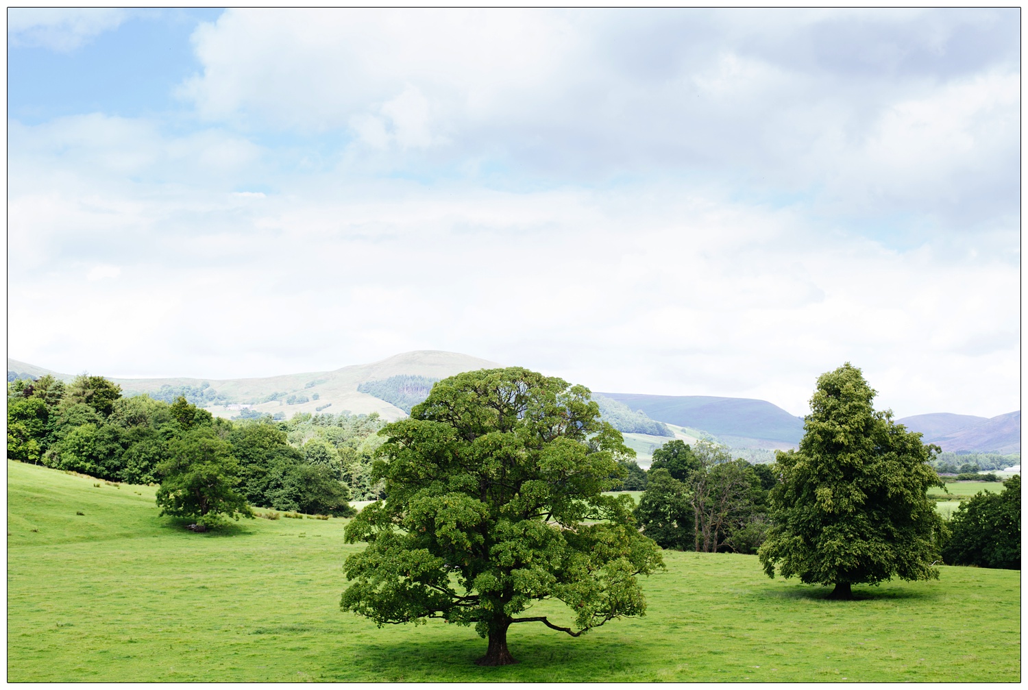 The countryside at the Inn at Whitewell, in the Forest of Bowland. There is a tree in the centre of the picture.