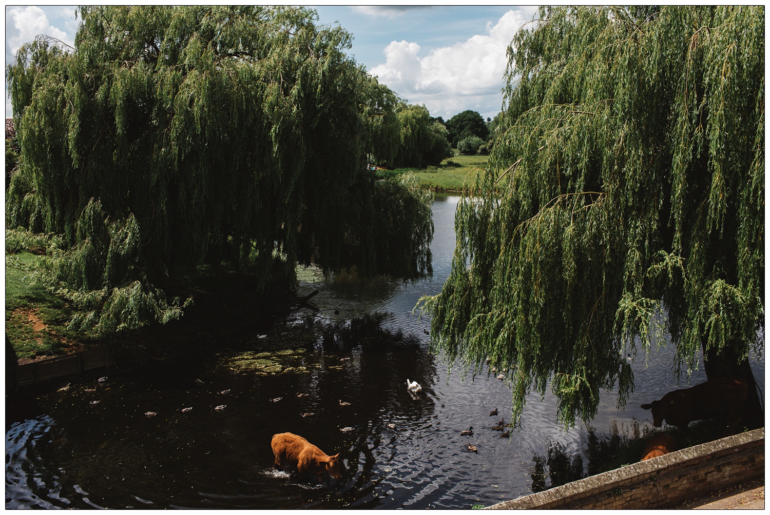 A cow in the River Stour seen from the balcony in the Mill Hotel in Sudbury.