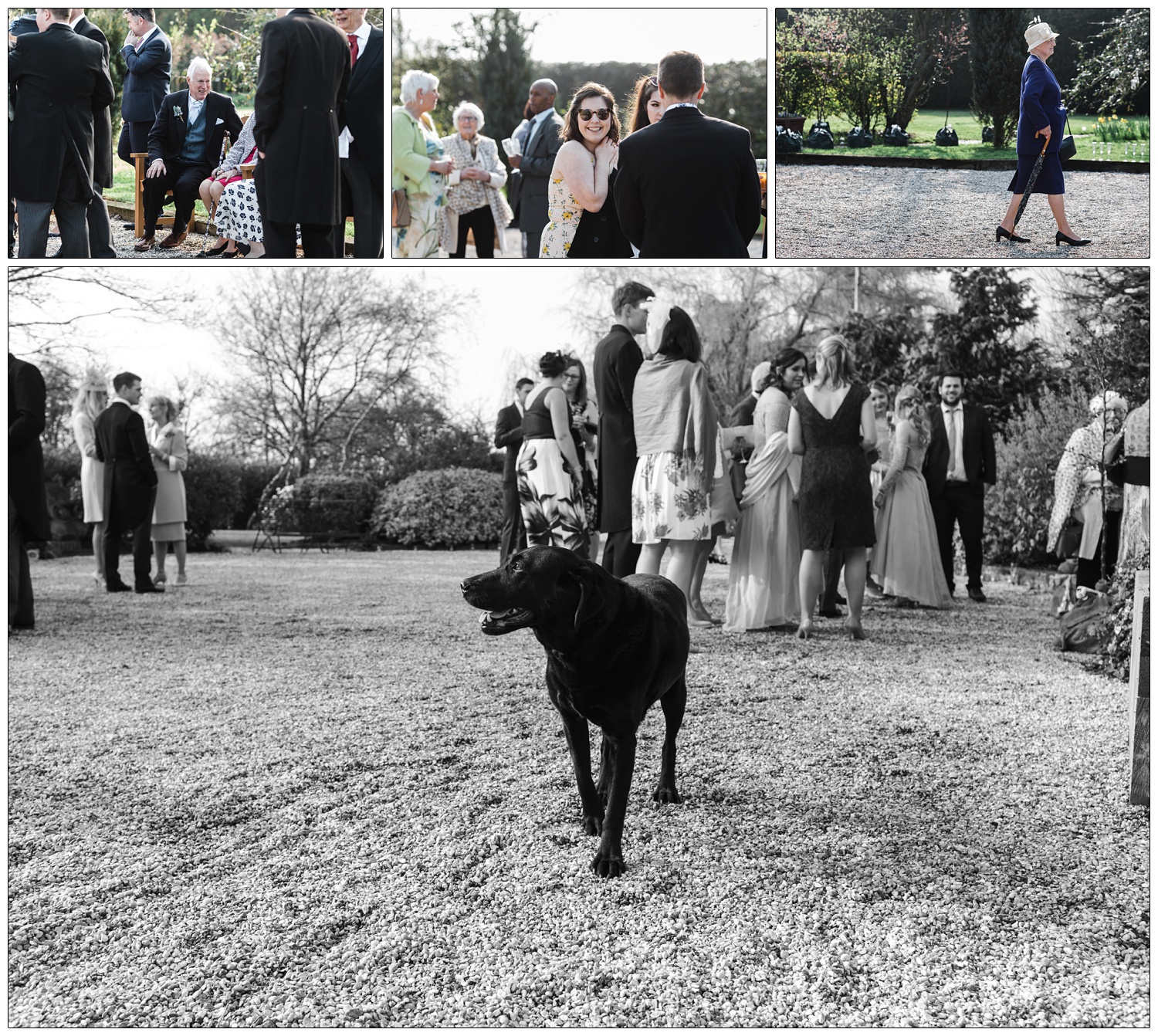 Black labrador walking on gravel, wedding guests chat inthe background