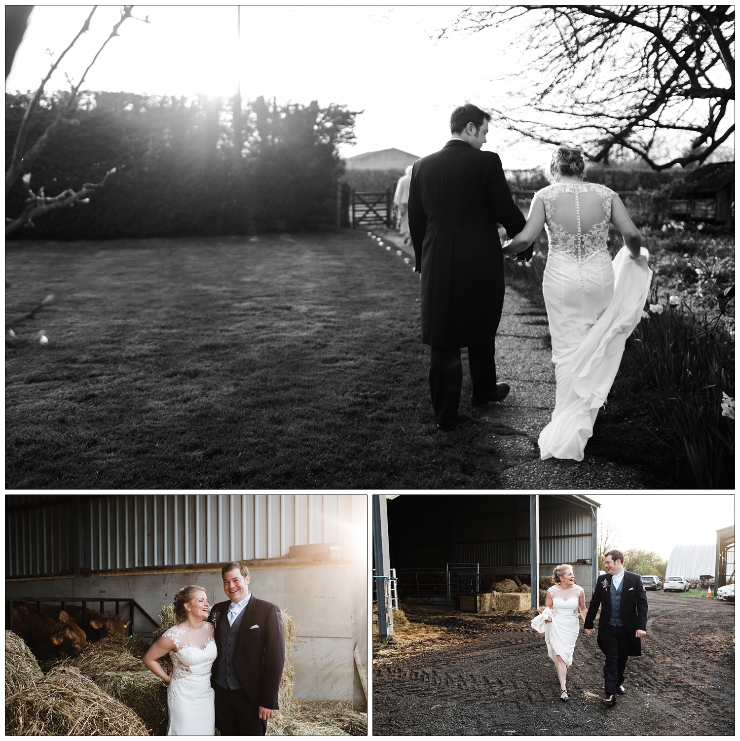 Woman in a wedding dress walks up the path with a man in a morning suit on their wedding day. The sun is low in the sky and there are daffodils in the garden. Then they have a picture taken with the cows in the barn.