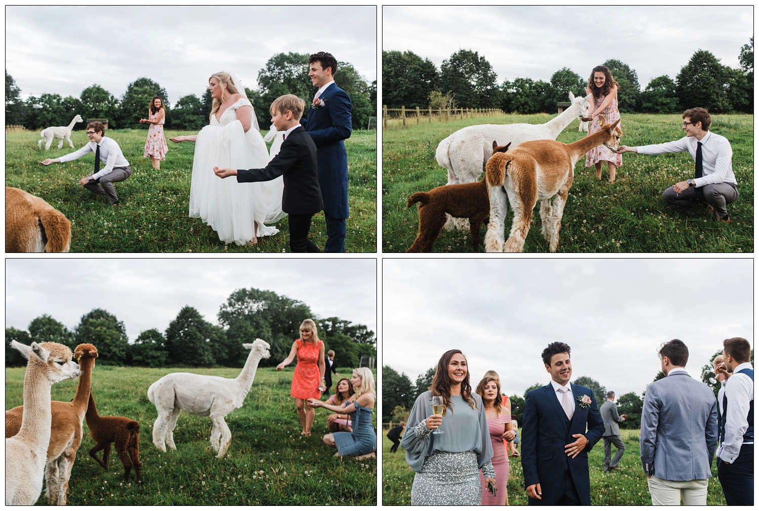 Bride, groom and other guests are feeding the alpaca at the Great Lodge in Great Bardfield.