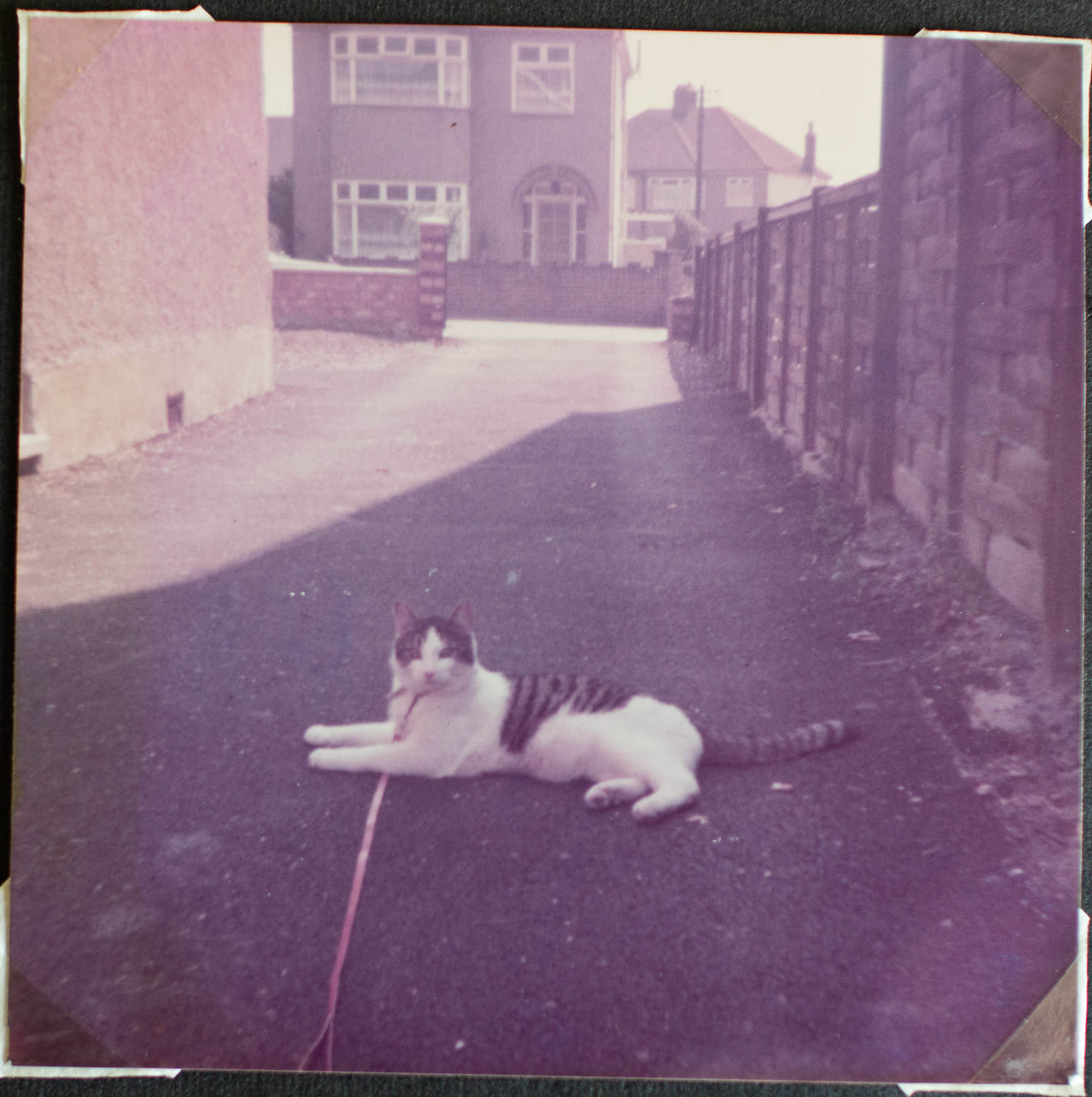 A cat on a lead down Wennington Road Rainham.