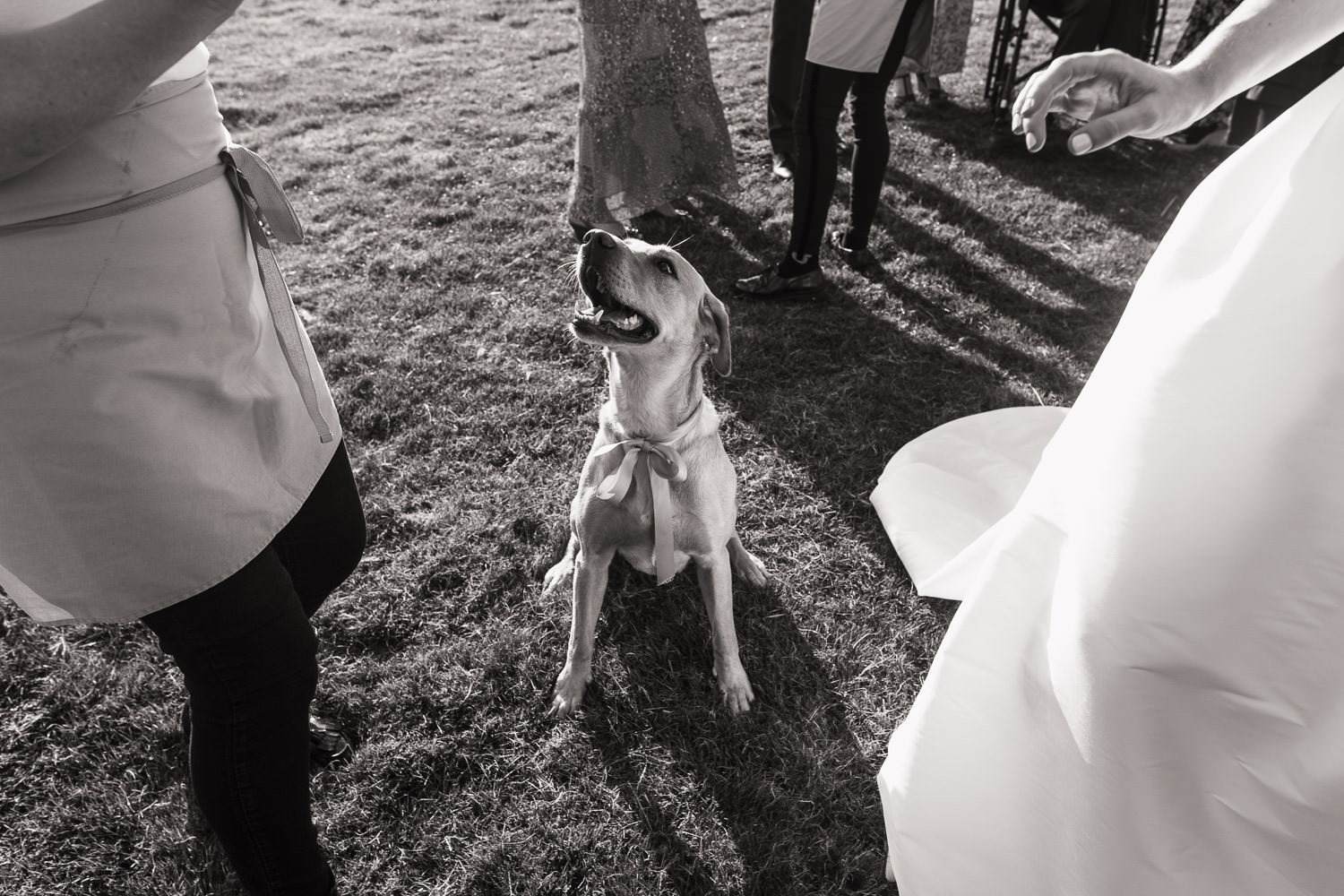A dog looks up at a woman in an apron next to a bride in a white dress.