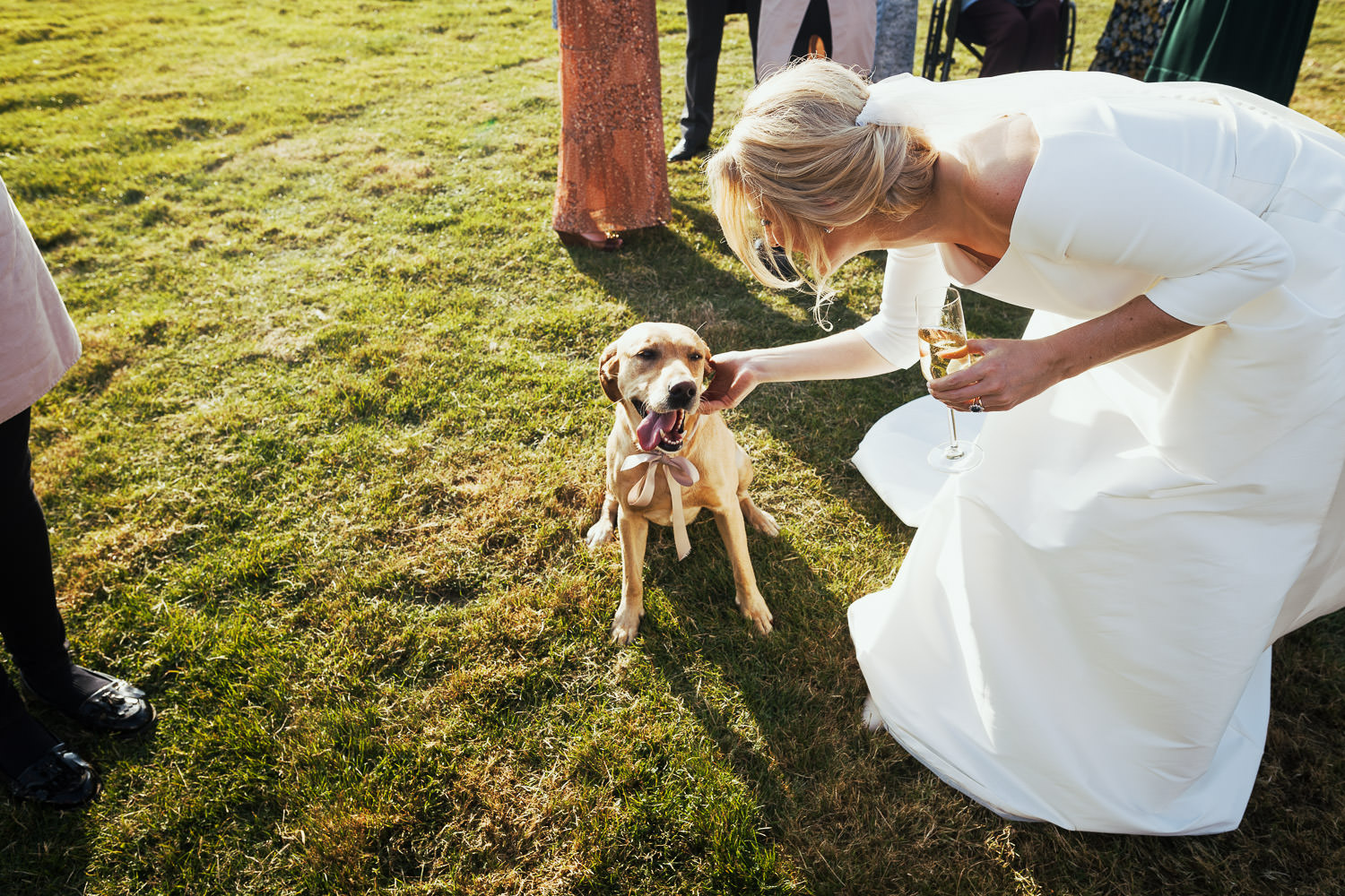 A dog wearing a ribbon is fussed by her owner who is wearing a wedding dress.
