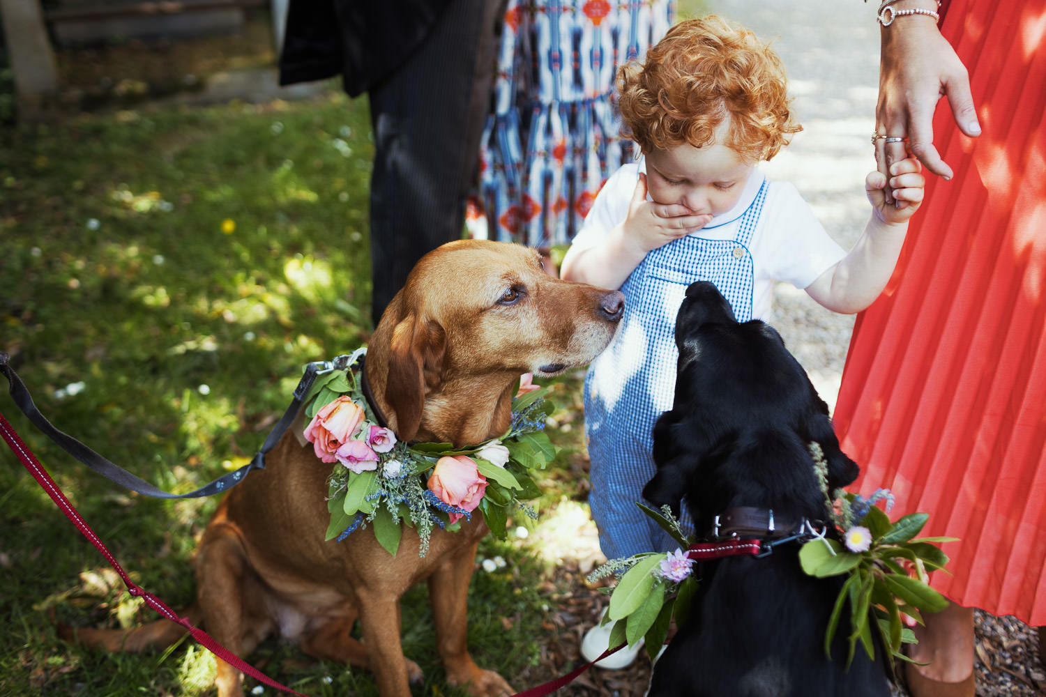 A toddler in blue checked dungarees blows kisses to two dogs at a wedding.