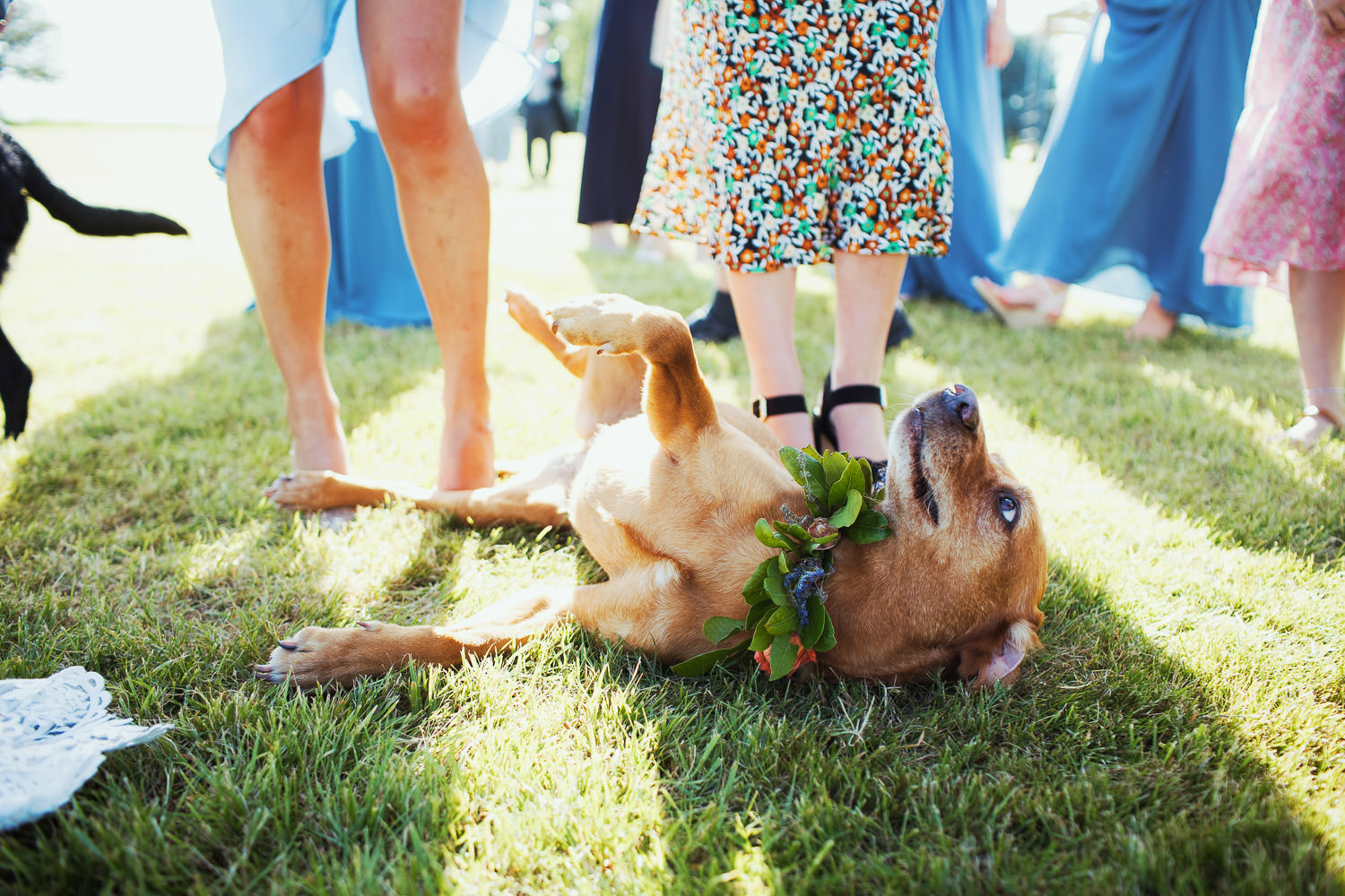 A dog lying on the floor surround by wedding guests in the sunshine.