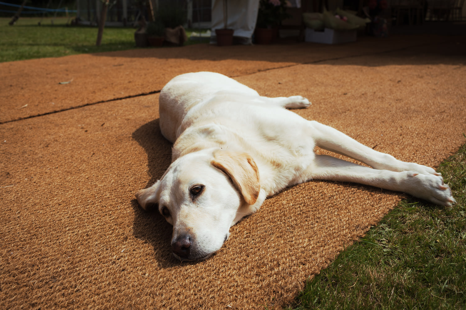 A yellow labrador laying in the sun outside a wedding marquee.