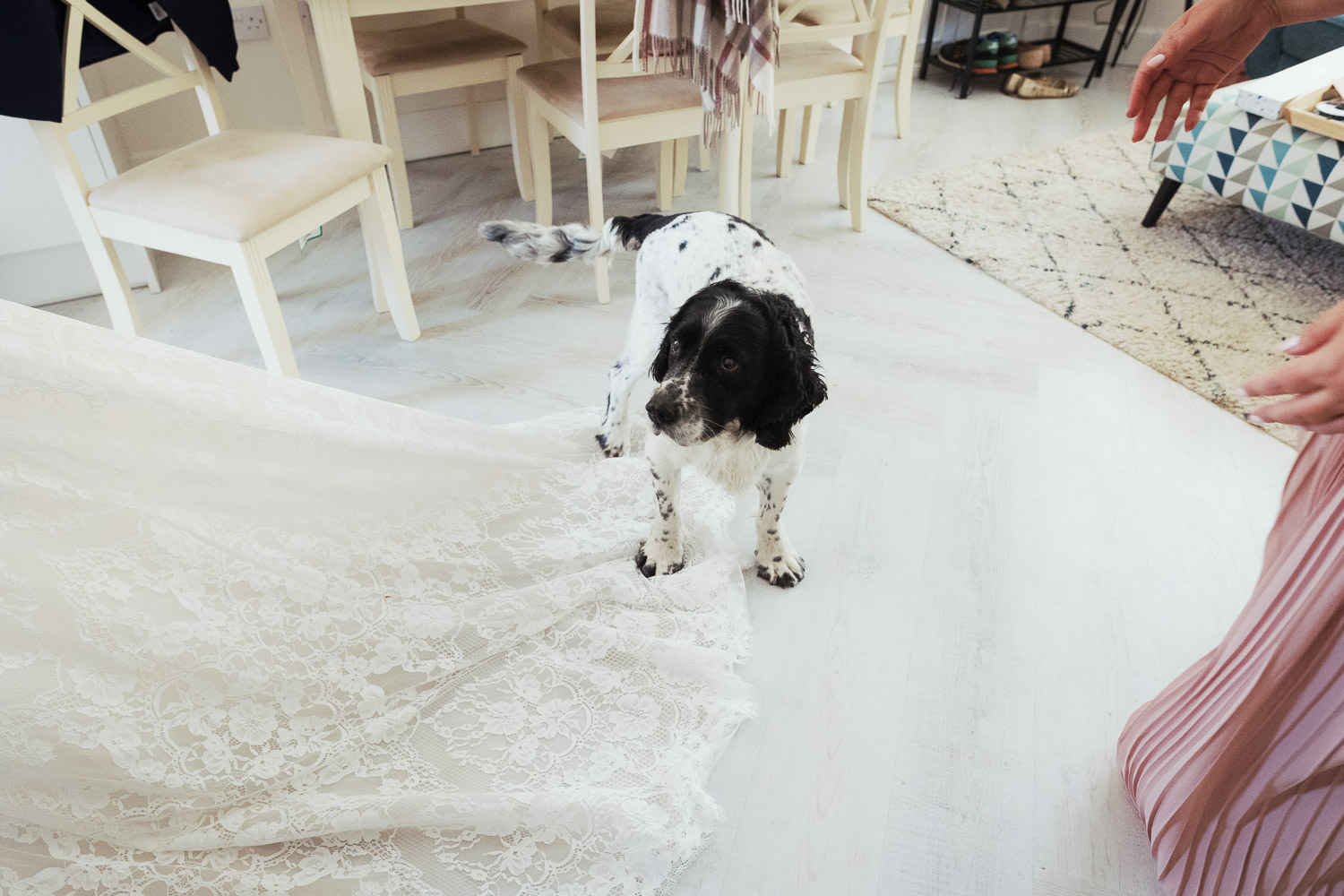An English Setter dog standing on the train of a wedding dress.