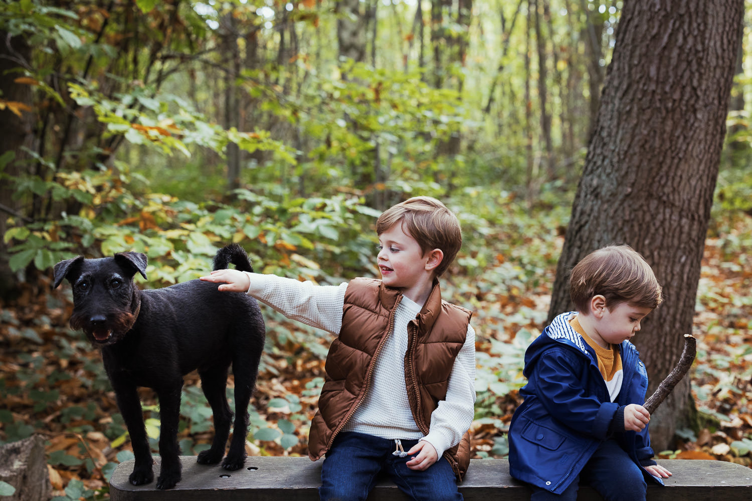 A photograph of two boys in the woods with their dog.
A family photography shoot in Hockley Woods.