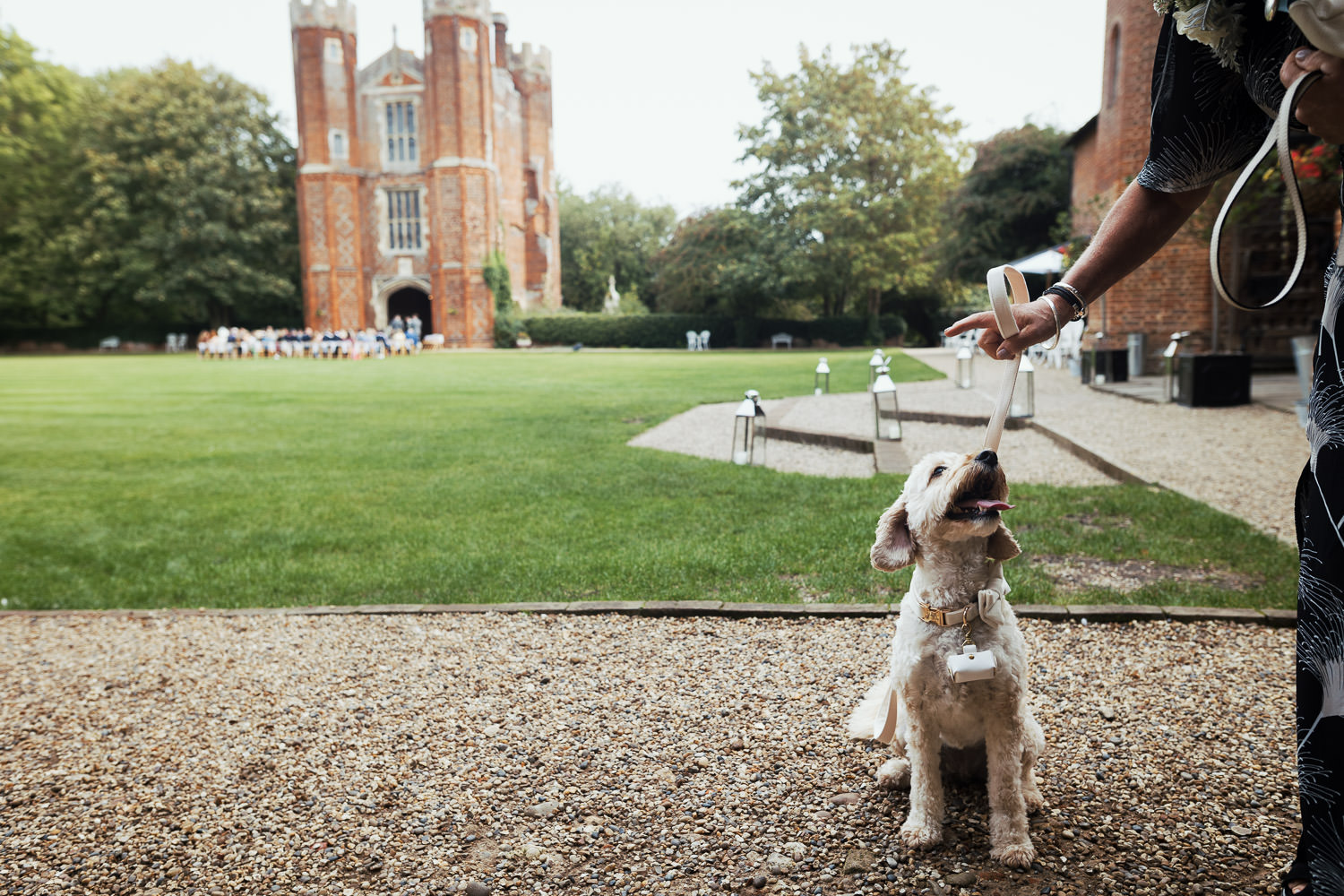 A little dog, a cockapoo, wearing the wedding rings on their collar. The Great Tower at Leez Priory wedding venue in the background.