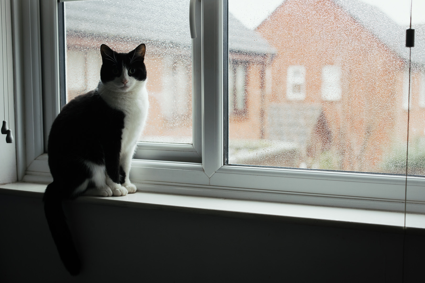 A tuxedo cat on a windowsill, raining outside. 