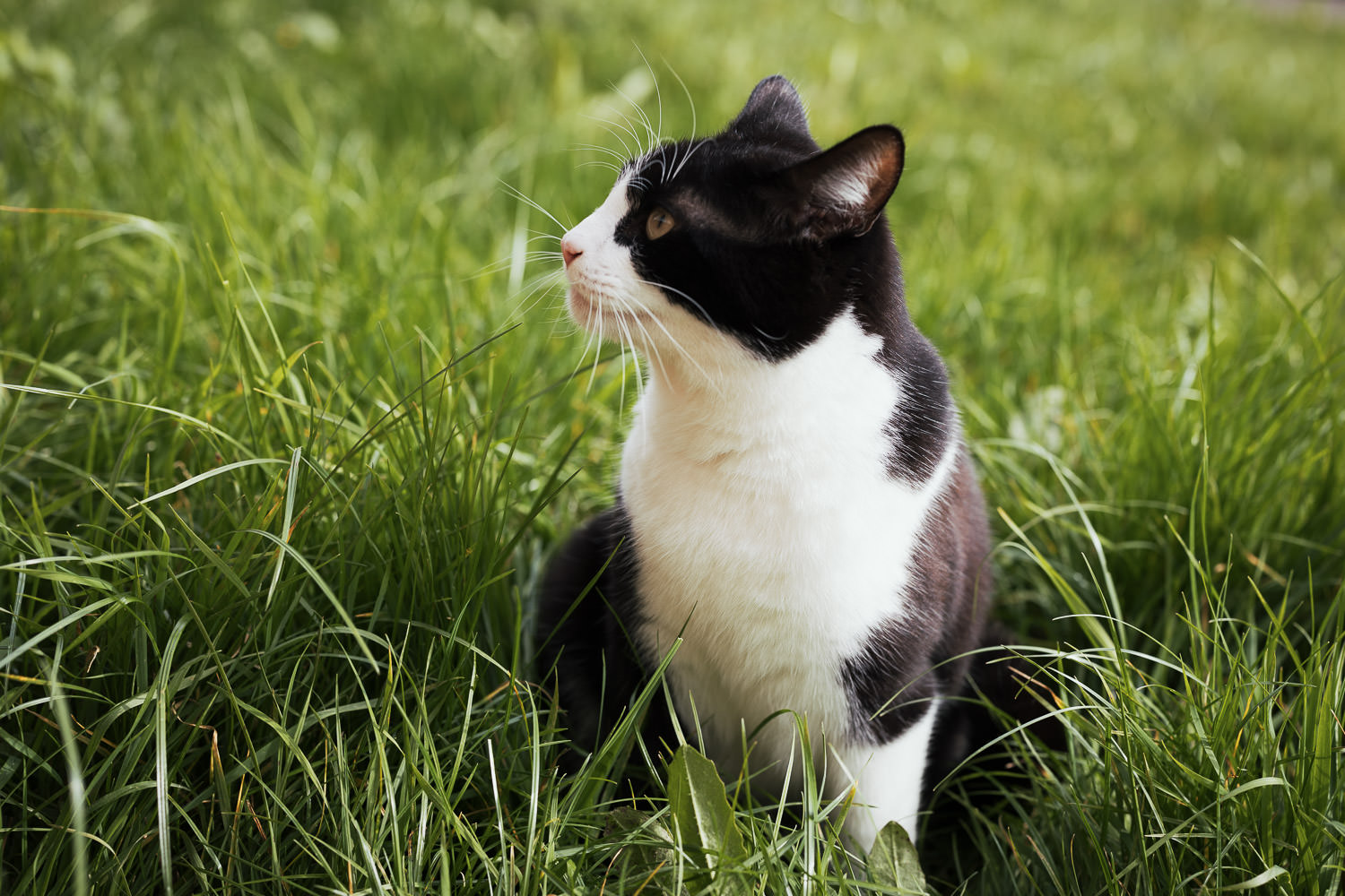 A tuxedo cat sat in the grass. 