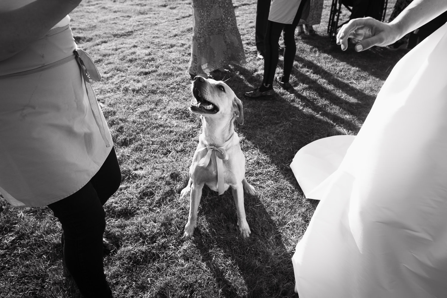 A dog looks up at a woman in an apron next to a bride in a white dress.