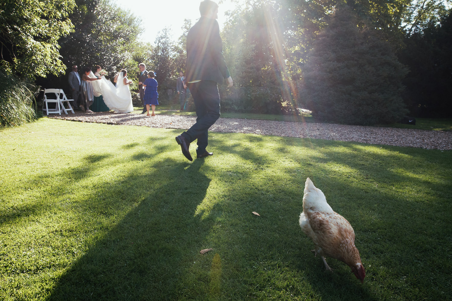 A chicken on the grass at Preston Court, a bride and guests are in the background.