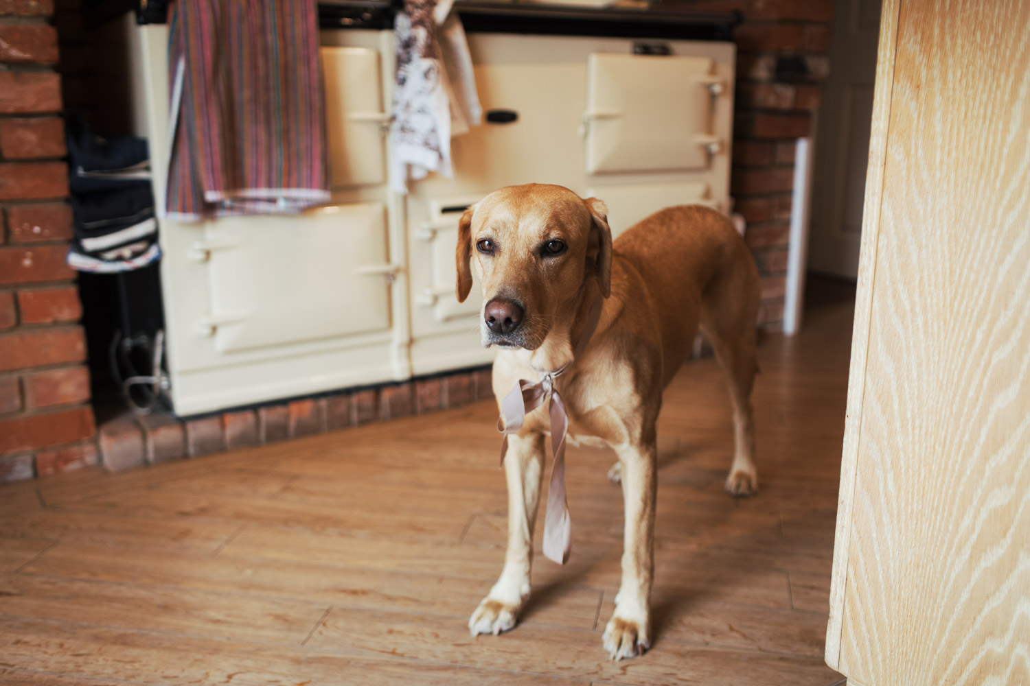 Labrador in a kitchen with an Aga.