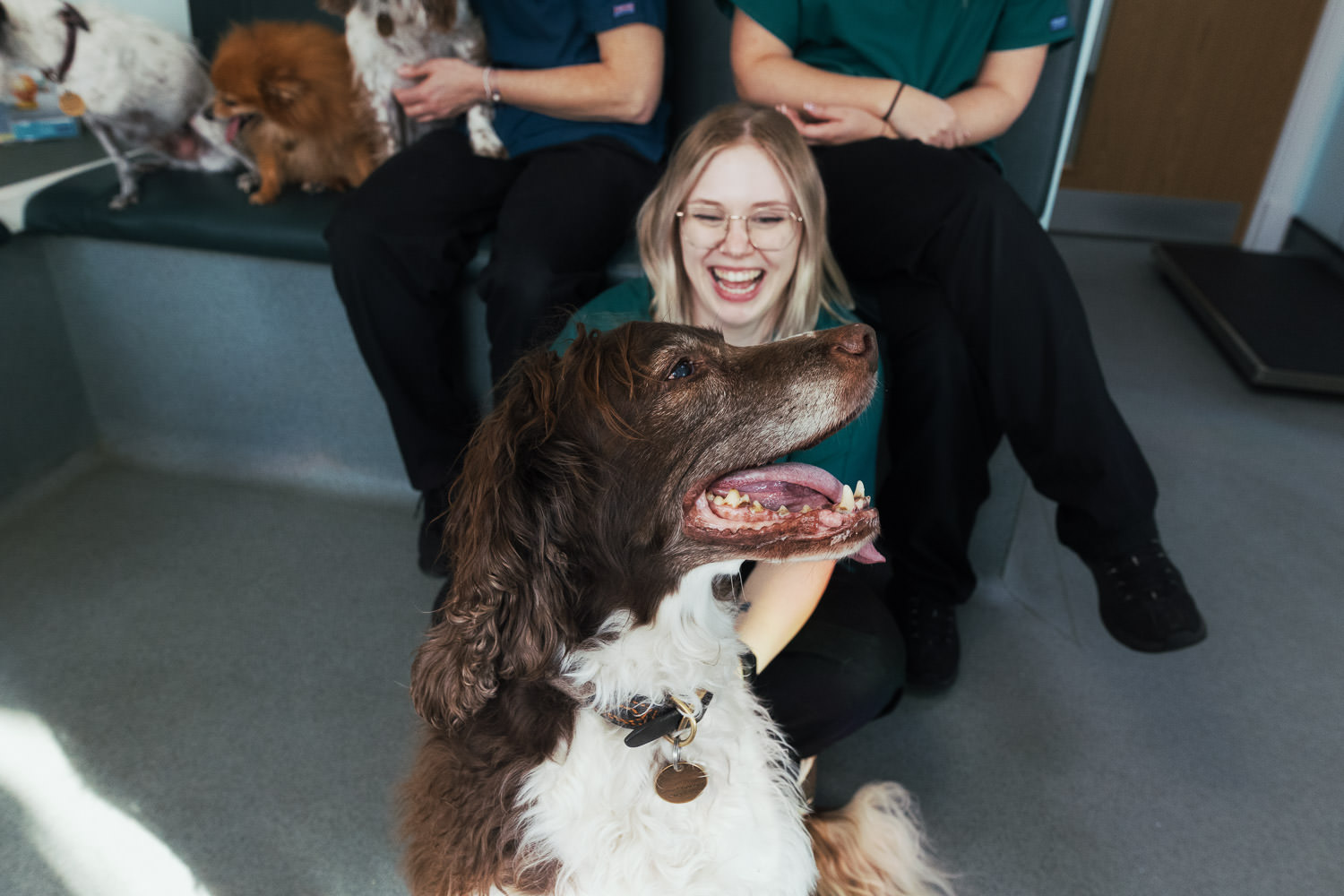 A Springer Spaniel at Crouch Vale Veterinary Practice near South Woodham Ferrers.
