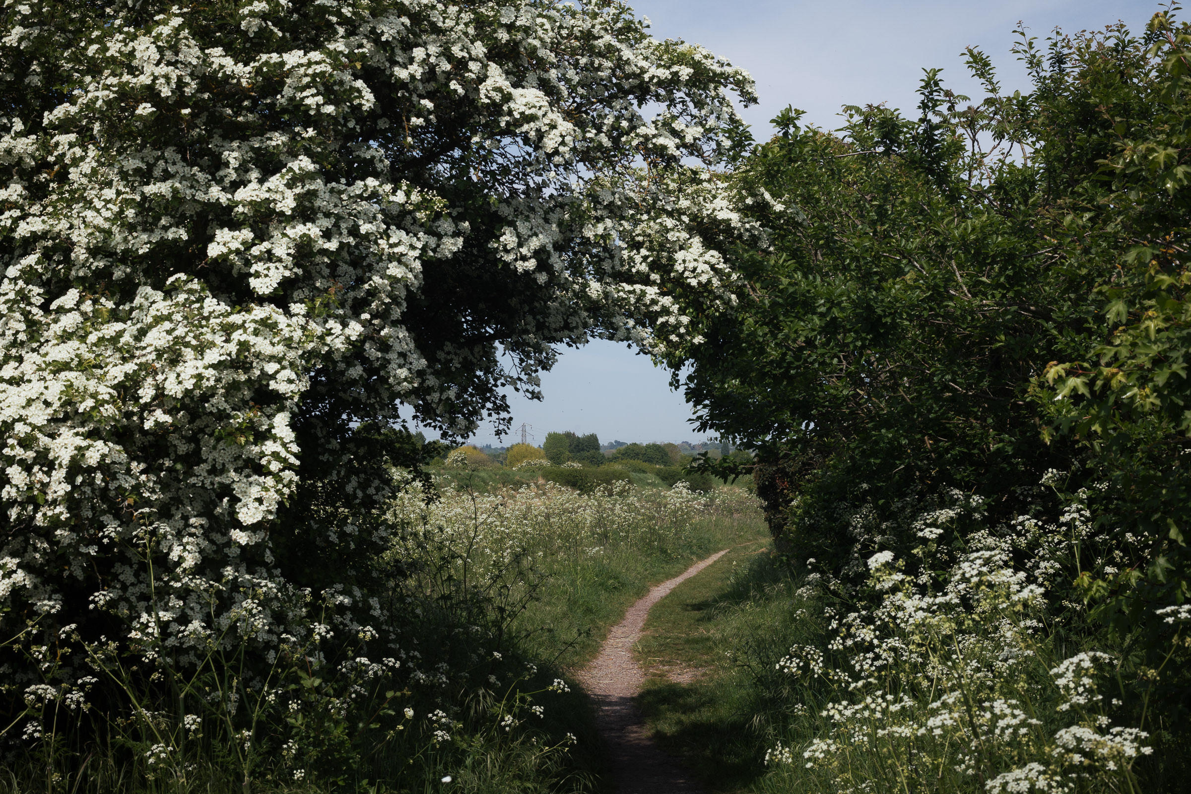 Fenn Creek, South Woodham Ferrers. Hawthorn blossom and cow parsley frame a footpath near Eyott's Farm and White Tree Court. Blue skies and sunshine on a May day.